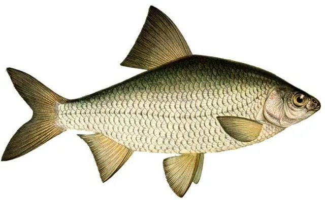 Boga