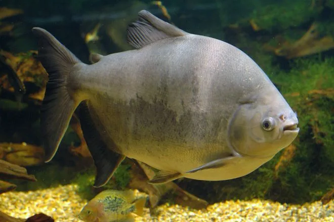 Pacú