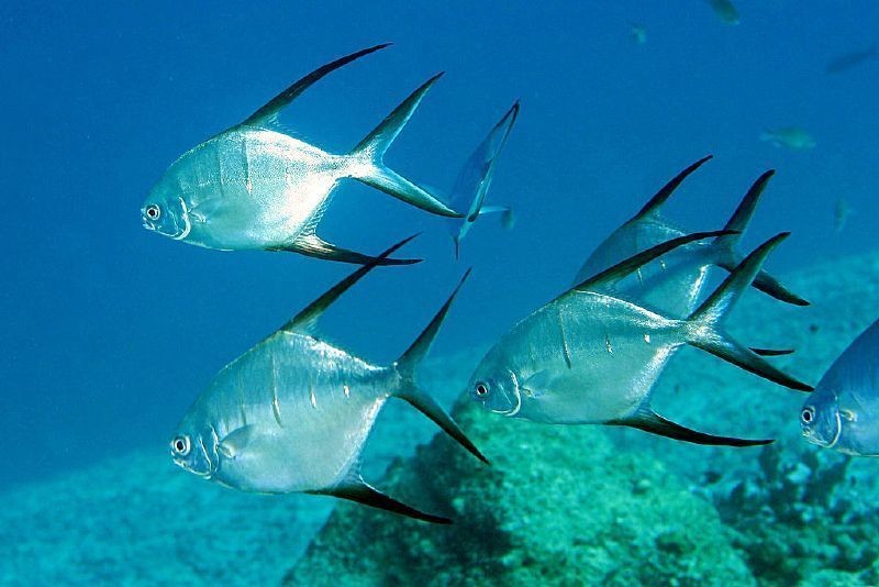 Pesca de Palometa de Mar (Parona signata)