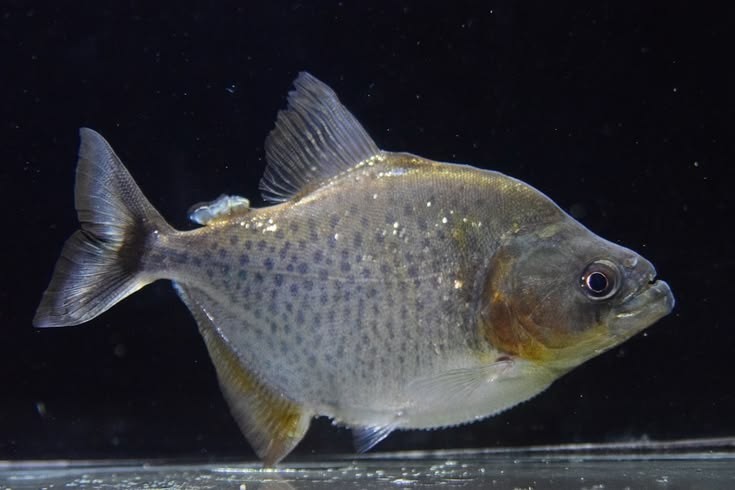 Pesca de Palometa Pintada (Metynnis hypsauchen)