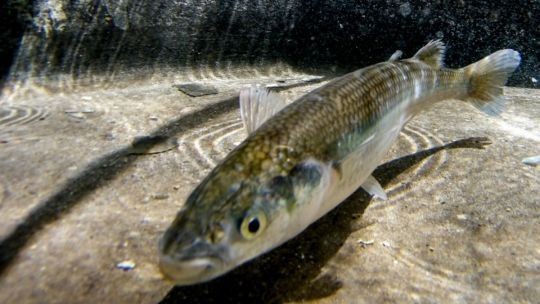 Fishing for silverside (Odontesthes bonariensis)?