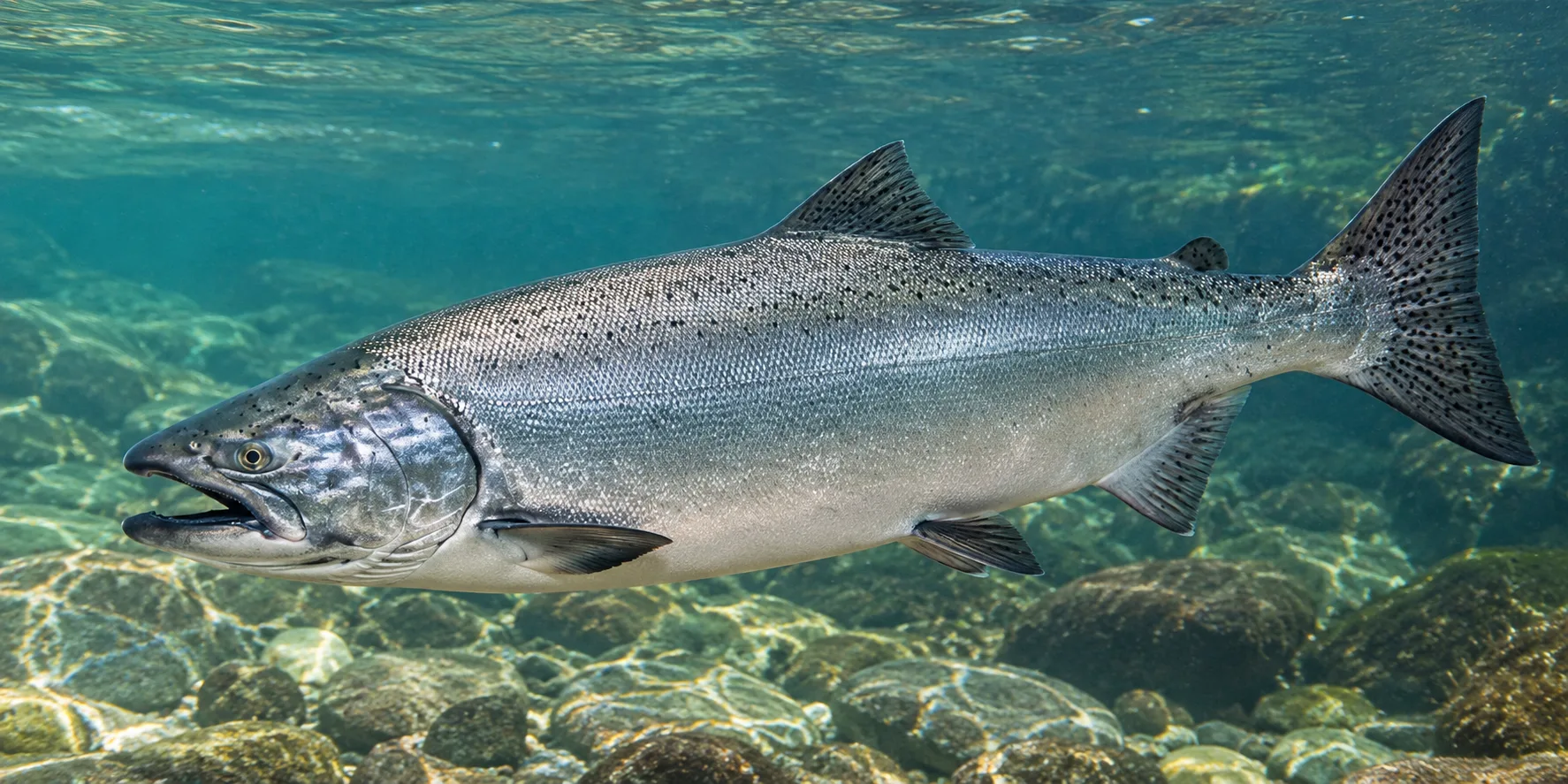 Chinook Salmon