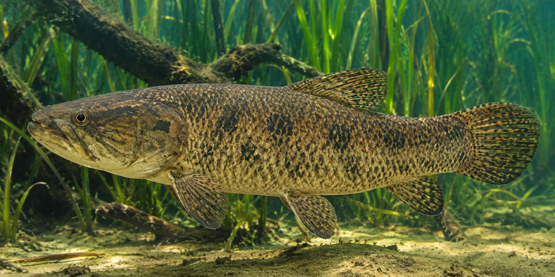 Fishing for wolf fish (Hoplias malabaricus)?